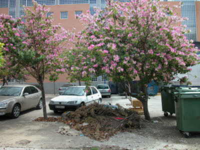 Por qué esta falta de civismo ?