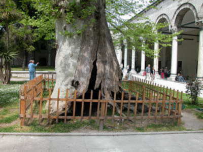 La cultura de árbol