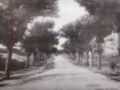 Calle de Chipiona con árboles en ambos lados, a principios del siglo XX.