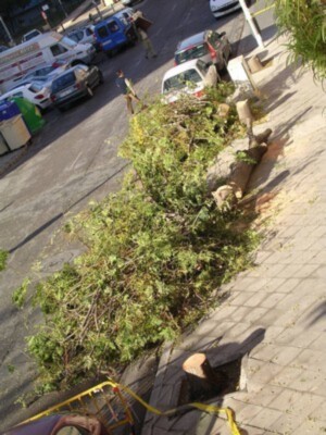 Tala de árboles sanos en las calles de Triana.