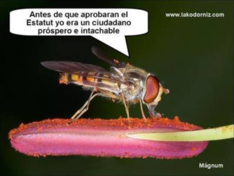 Estatut