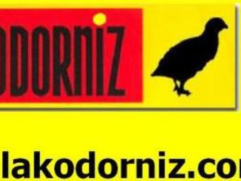 Aparece una nueva edición de la Revista de Humor La Kodorniz