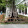 La cultura de árbol