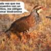 LA PERDIZ