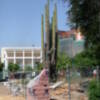 1.500 años de vida contemplan a este Cactus que vino de Mejico y se quedó en Sevilla.