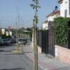 Gines: más arbolado para las calles de La Panadera