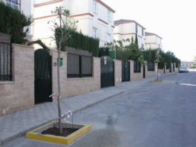 Gines: Medio Ambiente comienza la plantación de 300 árboles en la localidad