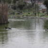 Campaña de reintroducción de aves en el Parque Municipal de Gines 