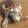 Varamiento de una tortuga boba en Chipiona