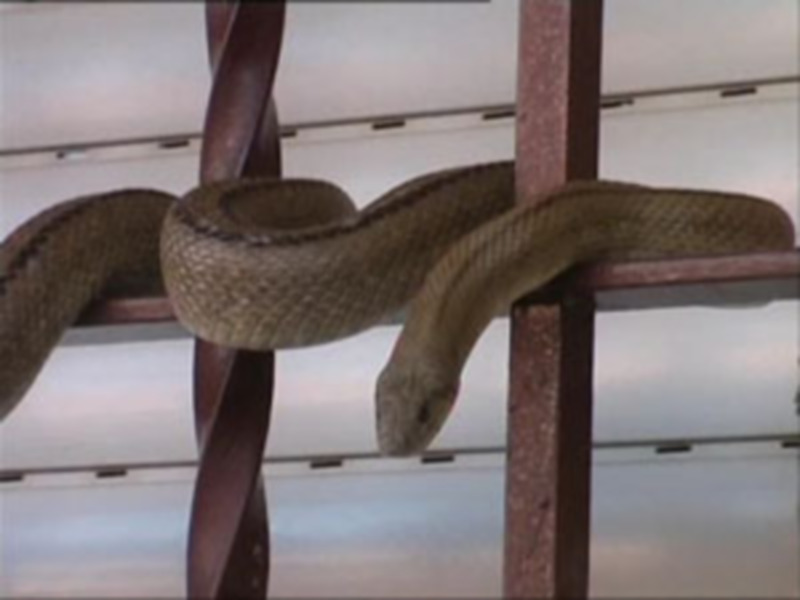 RECUPERAN UNA CULEBRA DE ESCALERA EN LA VENTANA DE UN DOMICILIO EN CHIPIONA.-