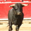 Si naces toro
