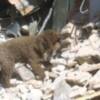 Método Arcón, Seleccionado para VI Congreso Internacional sobre Perros de Trabajo, en Bélgica.