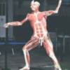Si eres amante de la anatomía, Body Worlds es tú exposición.
