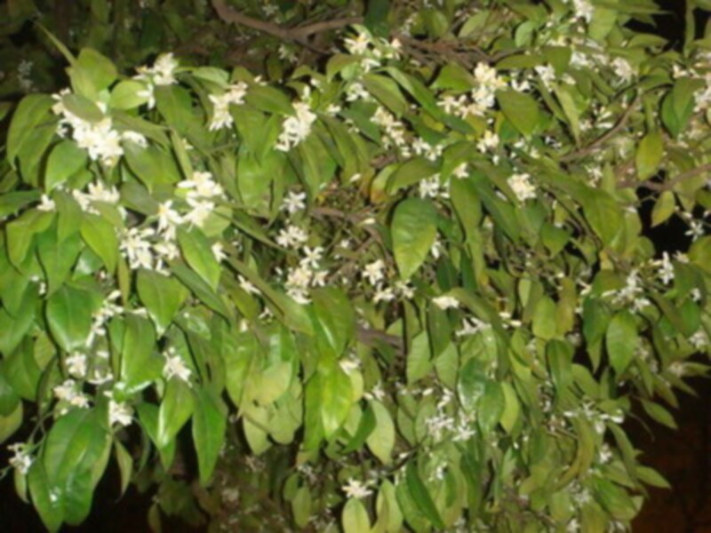 Ha llegado la primavera a Sevilla y como cada año lo ha hecho con forma y olor de azahar en los naranjos de la ciudad.