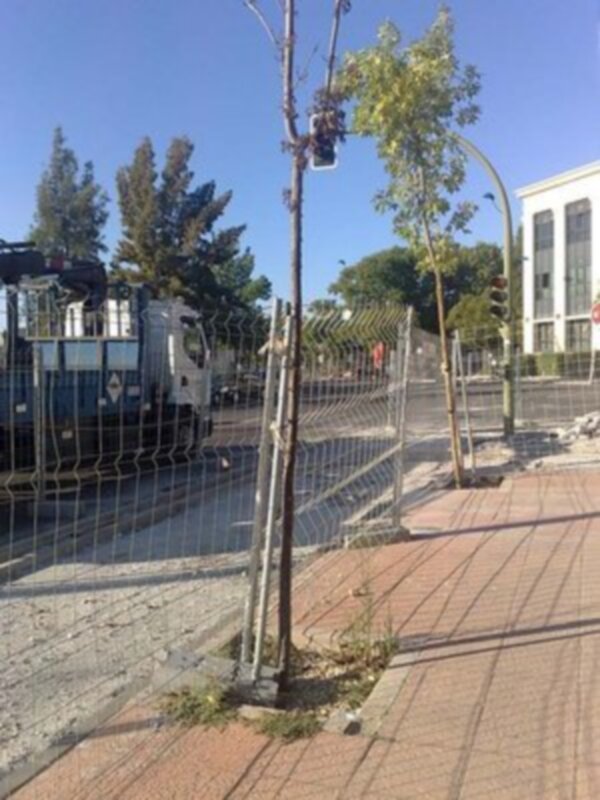 Arboles afectados por la contrucción del carril bici.
