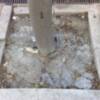 En Sevilla en el Parque Tecnológico numeroso árboles afectados por la construción del carril bici.
