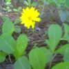 Medio Ambiente y Junta trabajan en la recuperación de la planta Taraxacum Gaditanum(Chipiona)