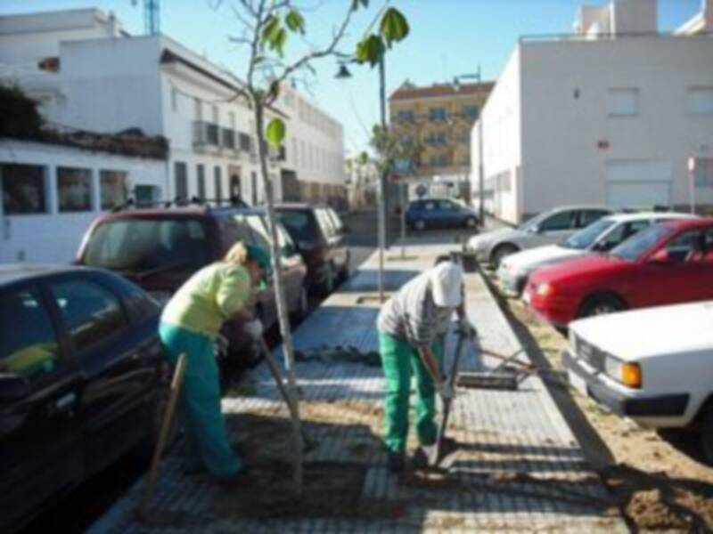 120 árboles plantados en avenida de Sanlúcar y Rocío Jurado(Chipiona)