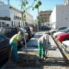 120 árboles  plantados en avenida de Sanlúcar y Rocío Jurado(Chipiona) 