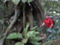 Un hombre con una mochila y un gorro camina por el bosque tropical, rodeado de grandes raíces y hojas exuberantes.