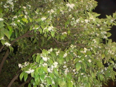 Domingo de Ramos en Sevilla con cambio de horario,a las dos seran las tres 