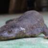 CANS encuentra un ejemplar de Gallipato ,especie protegida, en la vía pecuaria que el ayuntamiento pretende hormigonar(Chipiona)