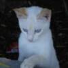 La proliferación de gatos en el cordón dunar de Chipiona,  pone en serio peligro la importante colonia de camaleones de la zona.