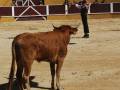 Un toro marrón en un corral con una persona que lo guía.