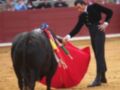 Un torero con un traje negro y guantes azules sostiene una capa roja mientras se enfrenta a un toro en el ruedo de la plaza de toros. La escena captura el momento del toreo, con el toro en movimiento y la atención de los espectadores al fondo.