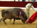 Un torero manejando un toro durante una corrida de toros en una plaza de toros.