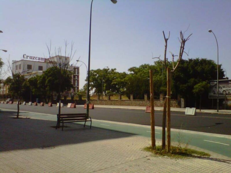 Arboles y palmeras muertos en las calles de Sevilla