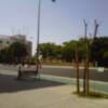 Arboles y palmeras muertos en las calles de Sevilla 