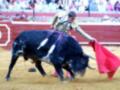 Un torero lucha con un enorme toro en una plaza de toros. El torero sostiene una bandera roja y blanco, mientras el animal se mueve furiosamente. La arena está llena de espectadores que observan la emocionante escena.