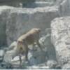 Un total de 5 personas sepultadas por deslizamiento en Manizales salvaron sus vidas al ser localizadas por Equipos Caninos Método ARCÓN de la Defensa Civil Colombiana 