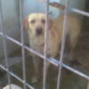 Labrador perdido