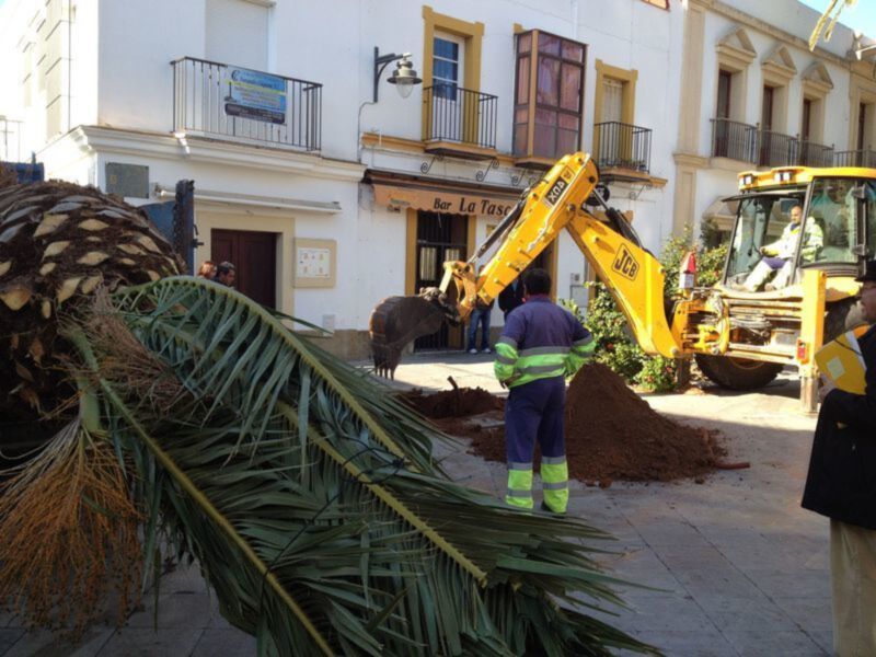 Parques y Jardines trasplanta palmeras de la avenida del Faro a otras zonas de la localidad(Chipiona)