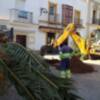 Parques y Jardines trasplanta palmeras de la avenida del Faro a otras zonas de la localidad(Chipiona)