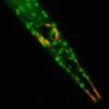 Científicos de la Universidad Pablo de Olavide hallan la cura para la diabetes del gusano C.Elegans