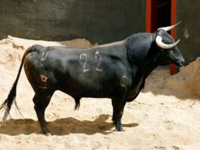 Orden de lidia de los toros de Hrdos. del Excmo. Sr. Conde de la Maza par a la quinta de abono en Sevilla