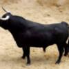 Orden de lidia de los toros de Hrdos. del Excmo. Sr. Conde de la Maza par a la quinta de abono en Sevilla