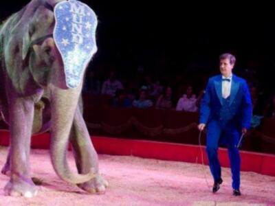 El conde de Salvatierra debuta como domador de elefantes en el circo mundial en Sevilla.