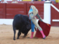 Un torero realiza una embestida al toro en una plaza de toros.