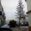El PP tala la araucaria de la plaza vieja al margen del pueblo. ¿dónde estan ahora los ecologistas?(Chipiona)