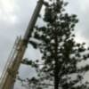 Operarios municipales talan la araucaria de la Plaza Vieja por riesgo de caída(Chipiona)