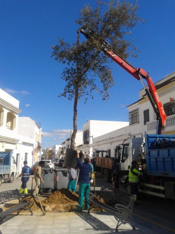 Plantado un alcornoque en el lugar de la araucaria de la Plaza Vieja(Chipiona) 