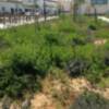 Izquierda Unida de Chipiona  espera una mejora en los  jardines del paseo marítimo de la Cruz del Mar. 