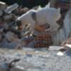 Homologados en Andalucía 12 perros para salvar vidas con Método Arcón el sistema de salvamento más eficaz y galardonado del mundo