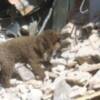 Cruz Roja de Chile elige y aprueba el Metodo Arcon como el sistema oficial de formacion e intervencion para equipos caninos de busqueda