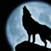 BAILANDO CON LOBOS