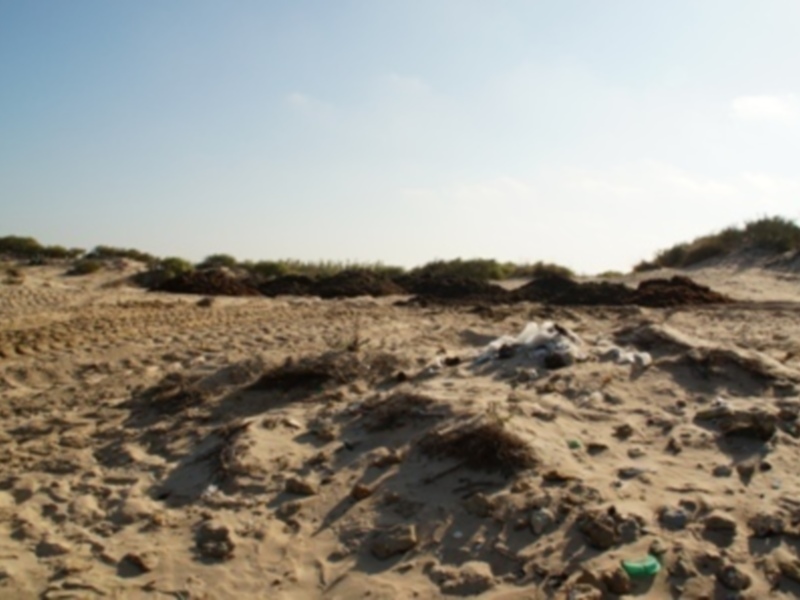 Chipiona utiliza las algas para retener la arena de las dunas de la playa de Las Tres Piedras
